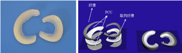 图3 人工半月板及结构模型