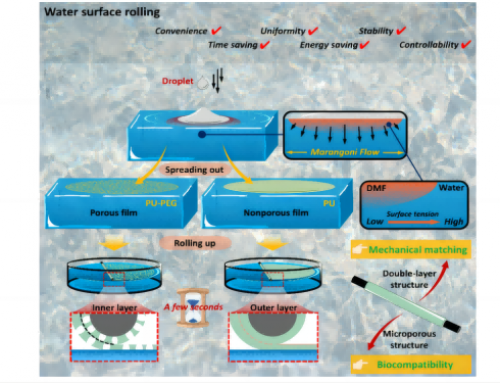 水面卷曲法制备人工血管